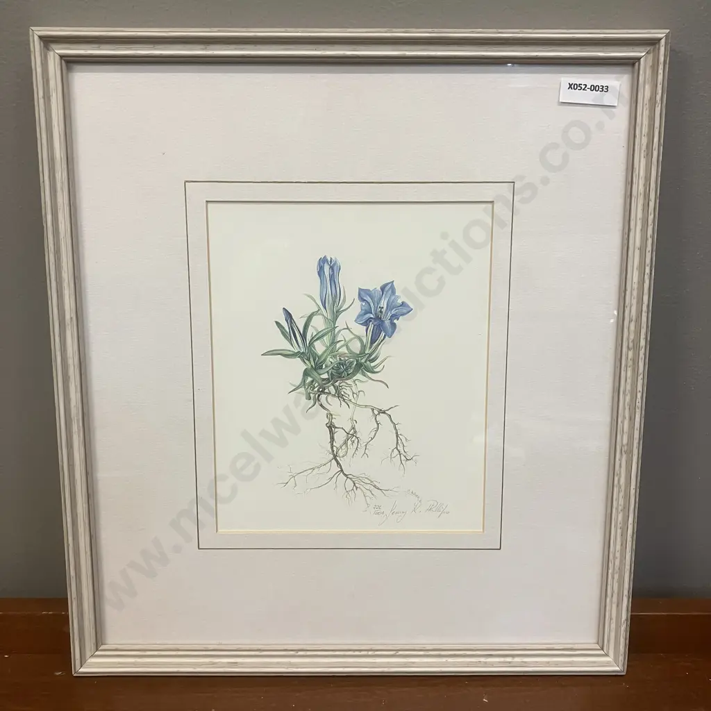 Jenny K. Phillips 1986 Botanical Studies Print 226/1000 Inscribed, Dated & Editioned In Image. 36 x 33cm Image 1++
