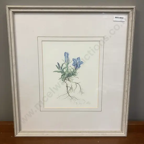 Jenny K. Phillips 1986 Botanical Studies Print 226/1000 Inscribed, Dated & Editioned In Image. 36 x 33cm