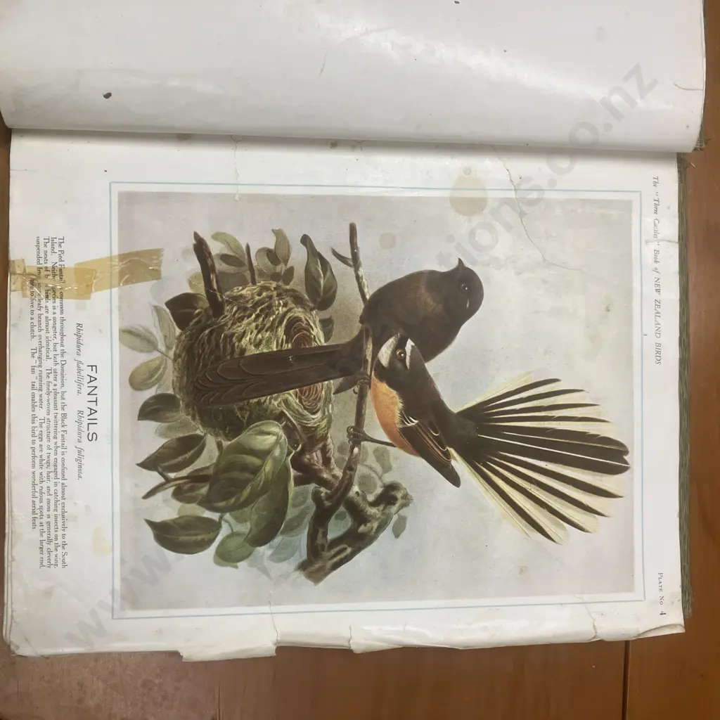 The "Three Castles" Book of New Zealand Birds, 1920 First Edition Hardback Binder, Coulls Somerville Wilkie Dunedin Image 1++