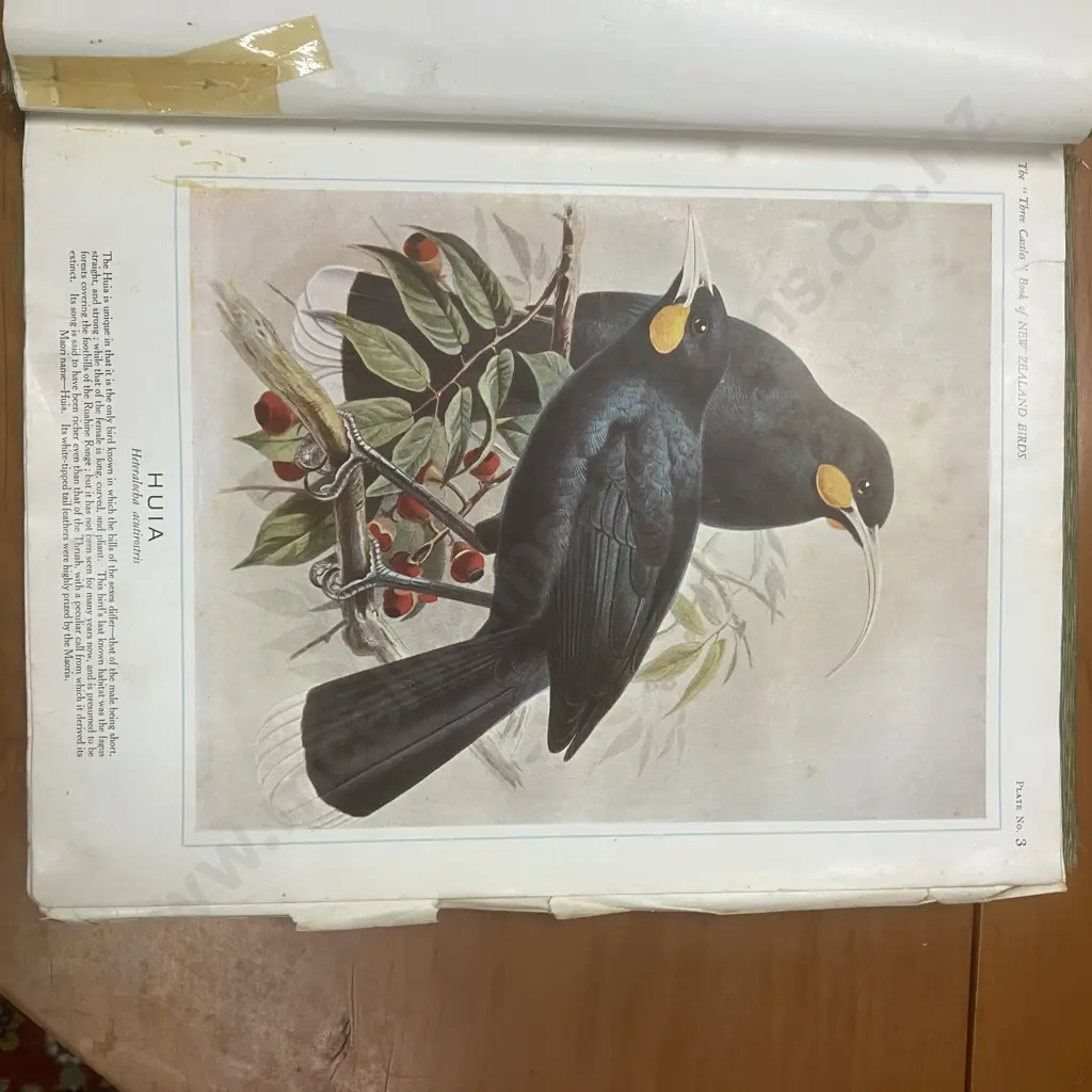 The "Three Castles" Book of New Zealand Birds, 1920 First Edition Hardback Binder, Coulls Somerville Wilkie Dunedin Image 1++