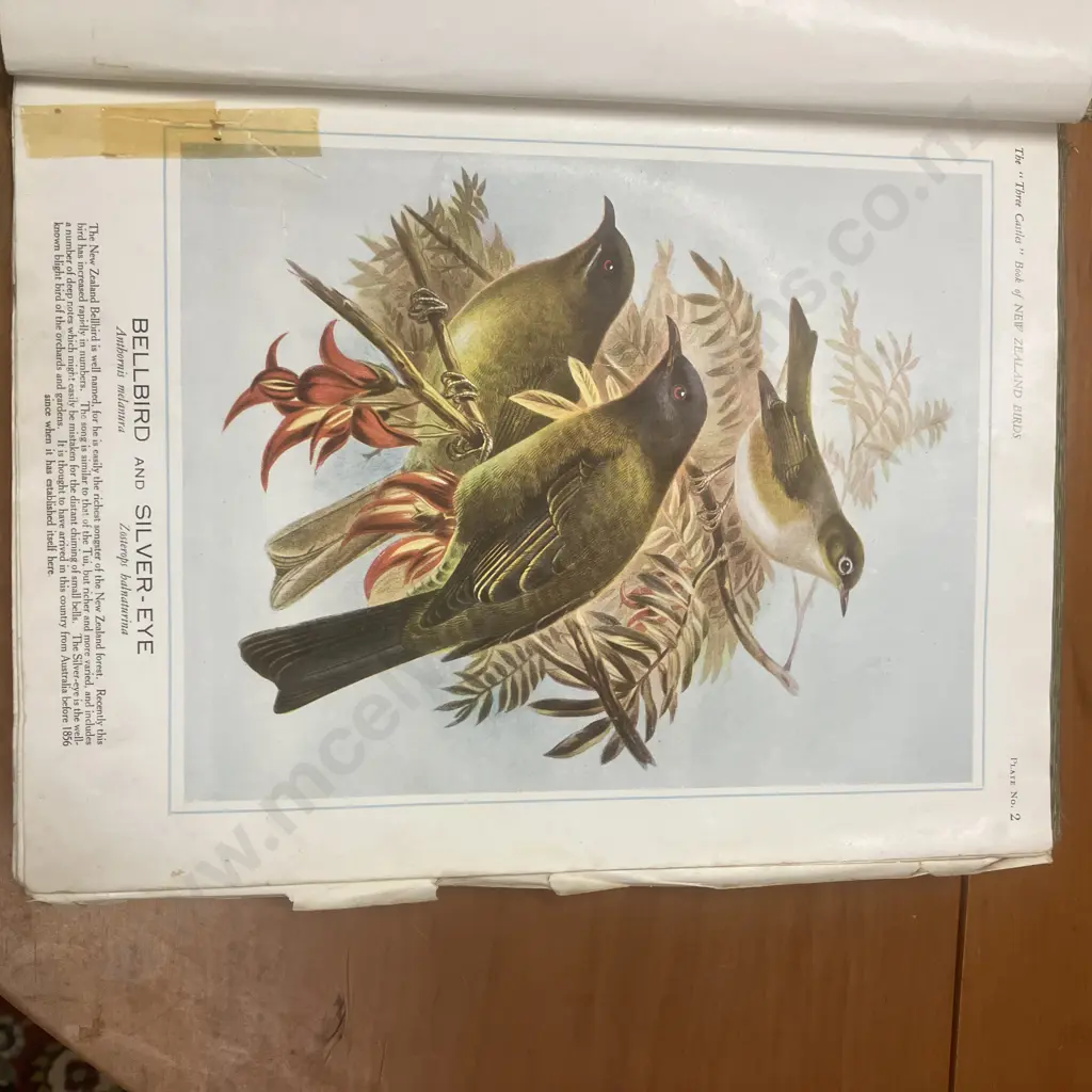 The "Three Castles" Book of New Zealand Birds, 1920 First Edition Hardback Binder, Coulls Somerville Wilkie Dunedin Image 1++