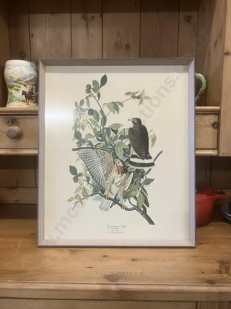 Broad-winged Hawk Framed Vintage Print. 49.5 x 41.5cm Image 1++