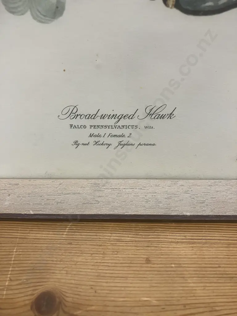 Broad-winged Hawk Framed Vintage Print. 49.5 x 41.5cm Image 1++