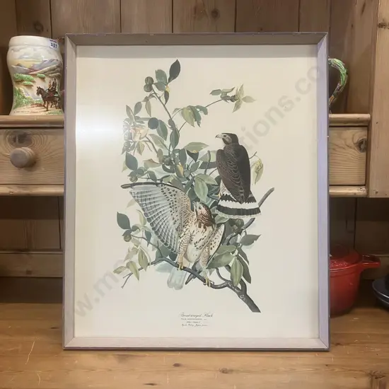 Broad-winged Hawk Framed Vintage Print. 49.5 x 41.5cm