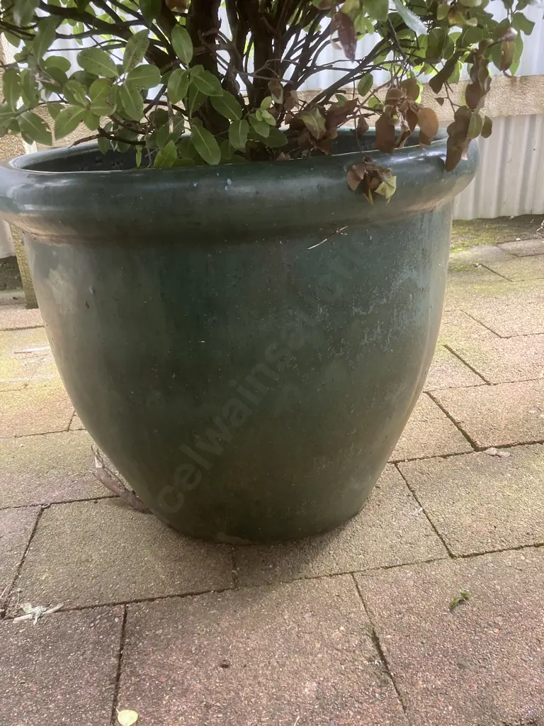 Pittosporum In Green Glazed Terracotta Pot. H114cm Image 1++