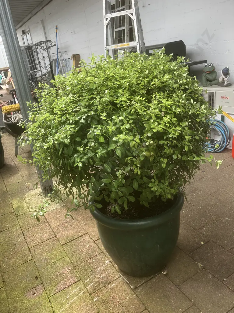 Pittosporum In Green Glazed Terracotta Pot. H114cm Image 1++