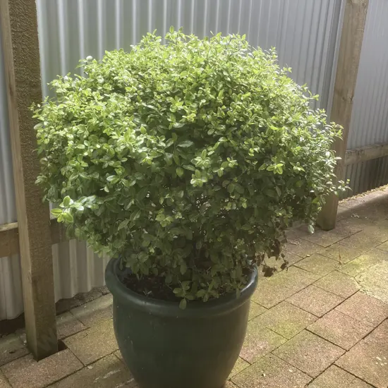 Pittosporum In Green Glazed Terracotta Pot. H114cm