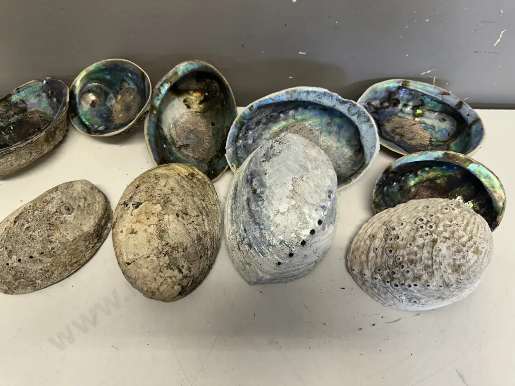 Collection Of  Large Half Polished Paua Shells Image 1++