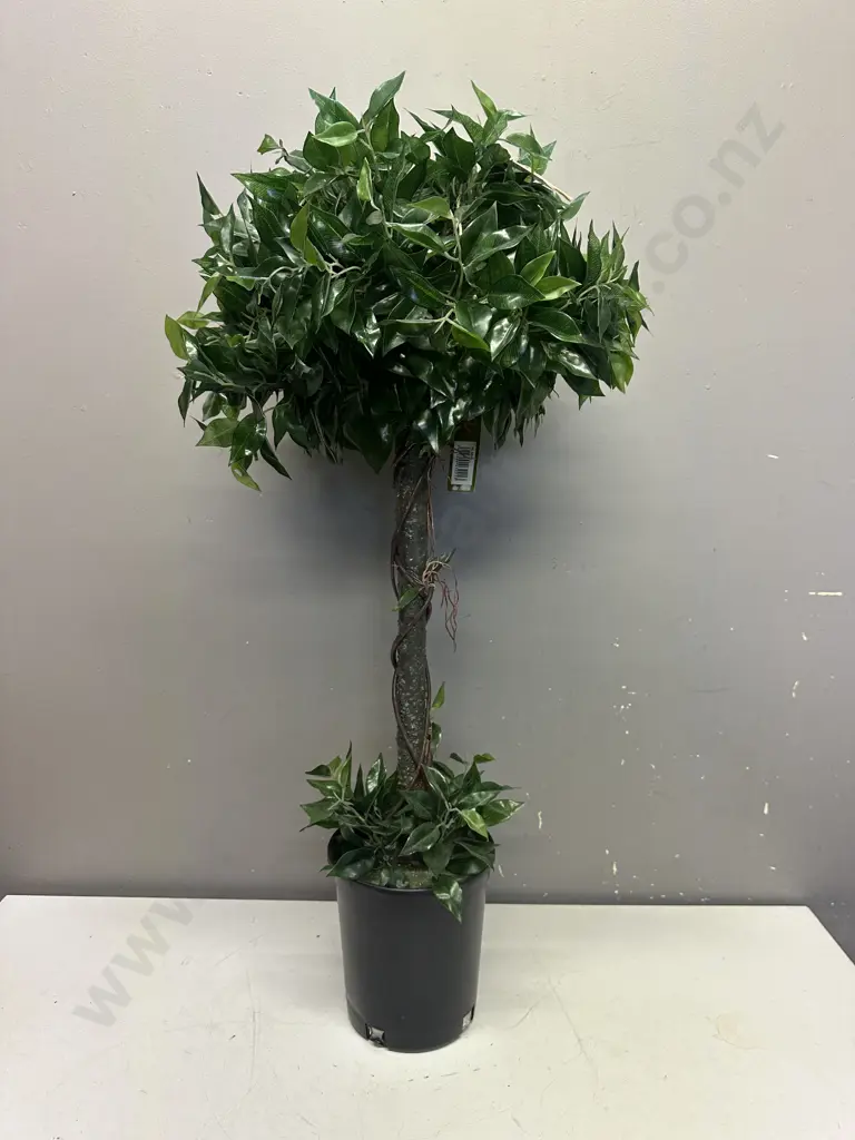 Potted Ficus Topiary Single. 90cm Image 1++