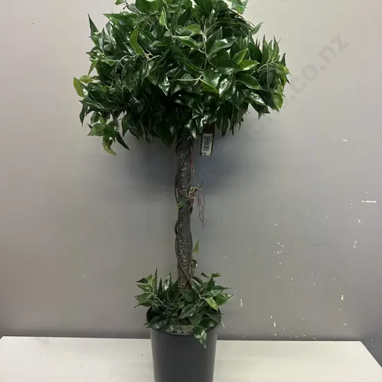 Potted Ficus Topiary Single. 90cm
