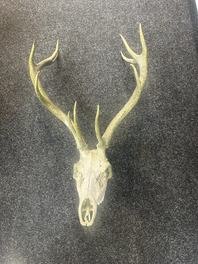 Weathered Deer Skull With 11 Point Antlers Image 1++