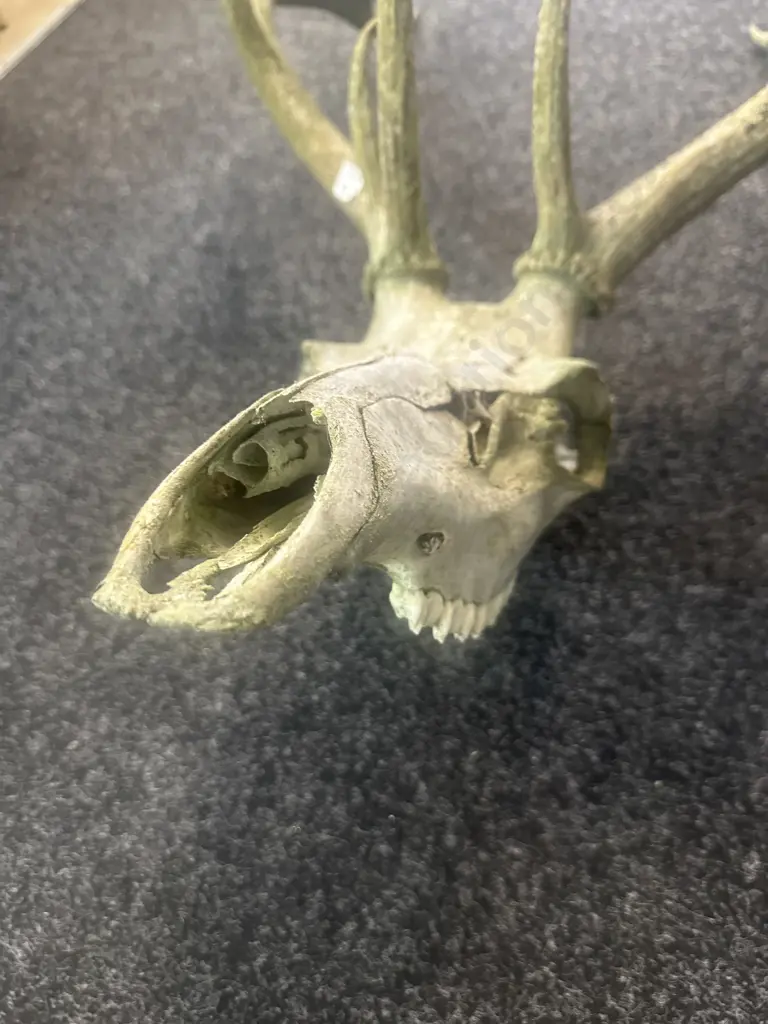 Weathered Deer Skull With 11 Point Antlers Image 1++