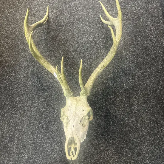 Weathered Deer Skull With 11 Point Antlers