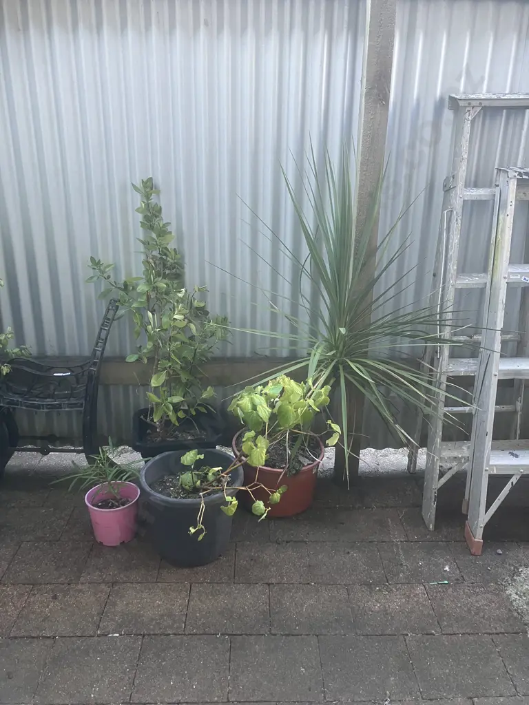 Four Plants - Kawakawa, Cabbage Tree Etc Image 1++