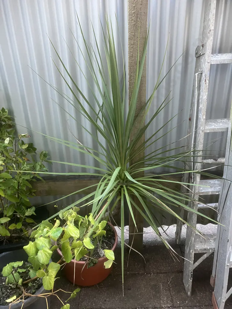 Four Plants - Kawakawa, Cabbage Tree Etc Image 1++