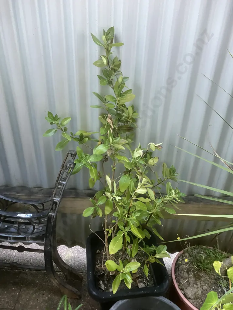 Four Plants - Kawakawa, Cabbage Tree Etc Image 1++