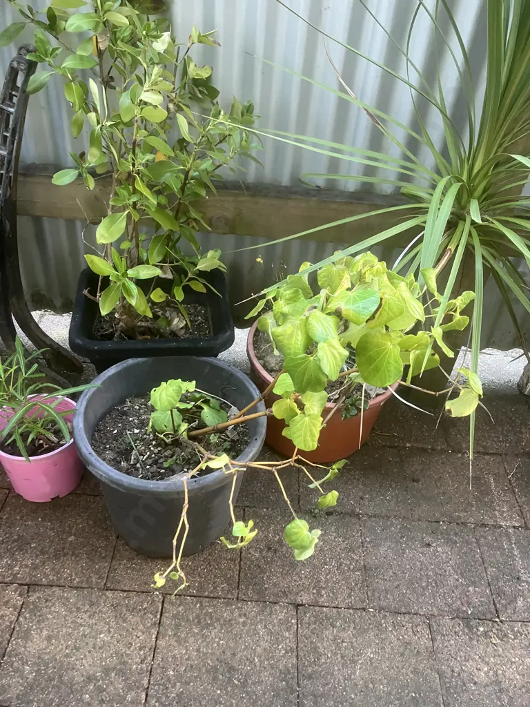 Four Plants - Kawakawa, Cabbage Tree Etc Image 1++