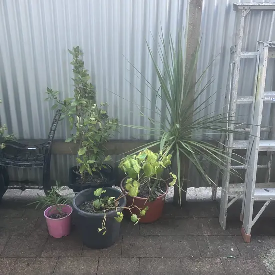 Four Plants - Kawakawa, Cabbage Tree Etc