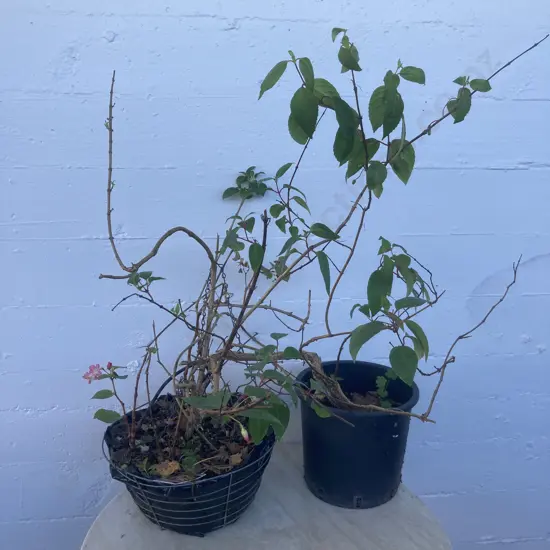 Pair of Potted Fuschia Plants