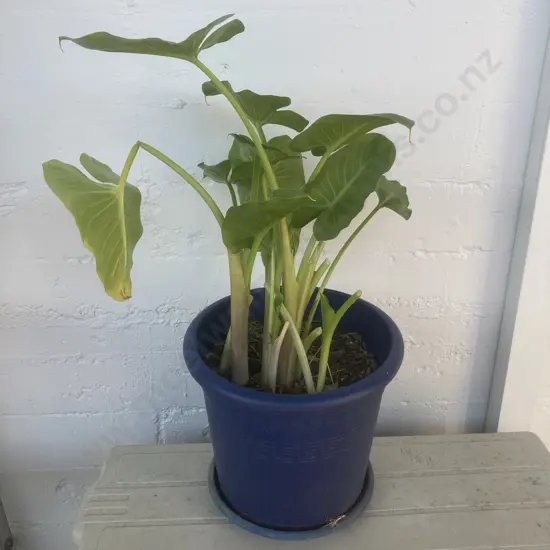 Lilly Plant In Blue Plastic Pot With Saucer