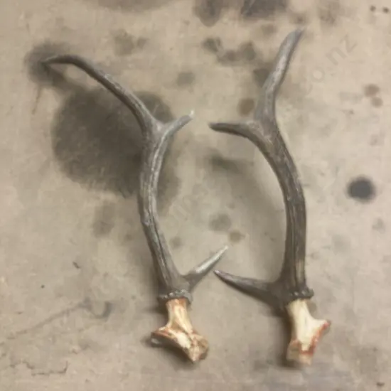 Pair of Deer Antlers