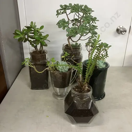 Lot of Money Plants Etc In Five Glass Containers
