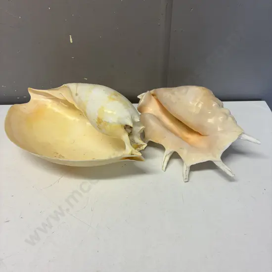 Two large Vintage Shells
