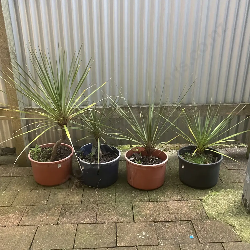 Four Cabbage Trees In Pots Image 1++