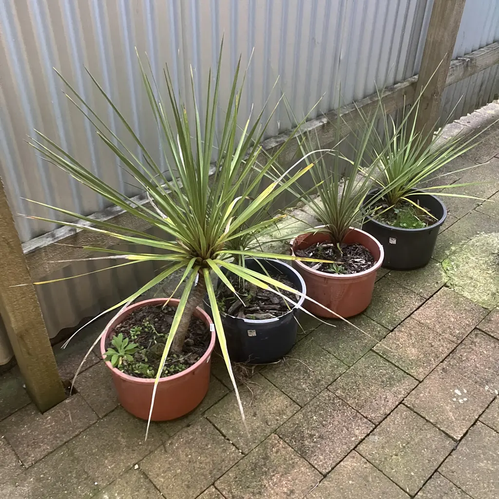 Four Cabbage Trees In Pots Image 1++
