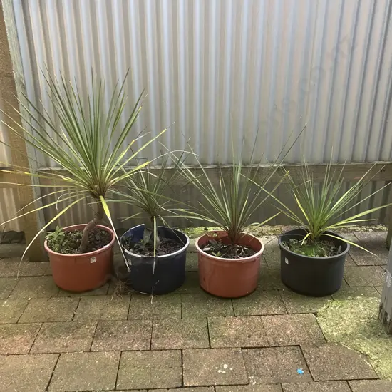 Four Cabbage Trees In Pots