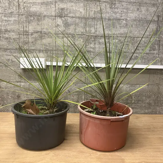 Pair of Potted Cabbage Trees (Sold with 21)