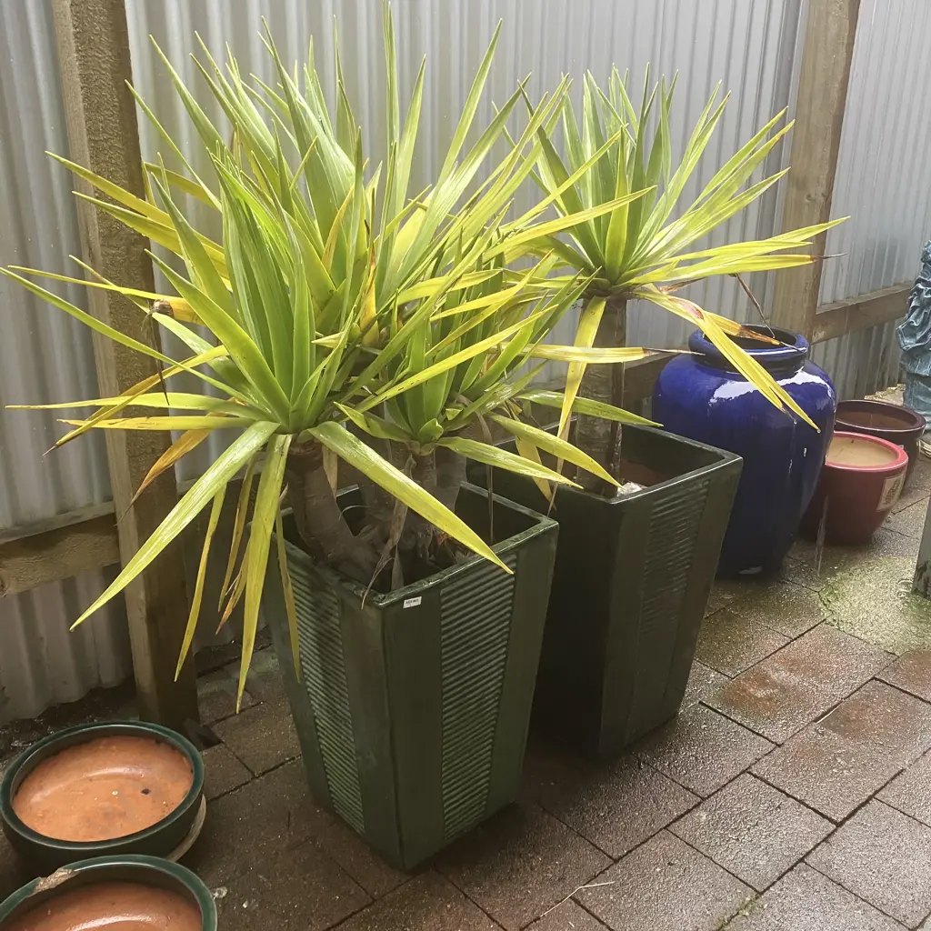 Pair of Yuccas In Green Glazed Ribbed Detail 54 x 37.5cm Tall Rectangular Planters Image 1++