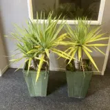 Pair of Yuccas In Green Glazed Ribbed Detail 54 x 37.5cm Tall Rectangular Planters Image 1++