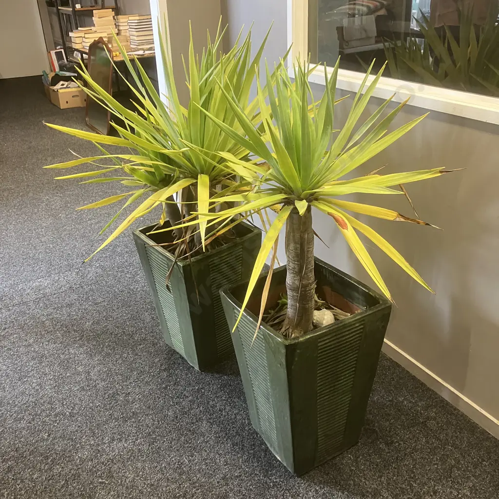 Pair of Yuccas In Green Glazed Ribbed Detail 54 x 37.5cm Tall Rectangular Planters Image 1++