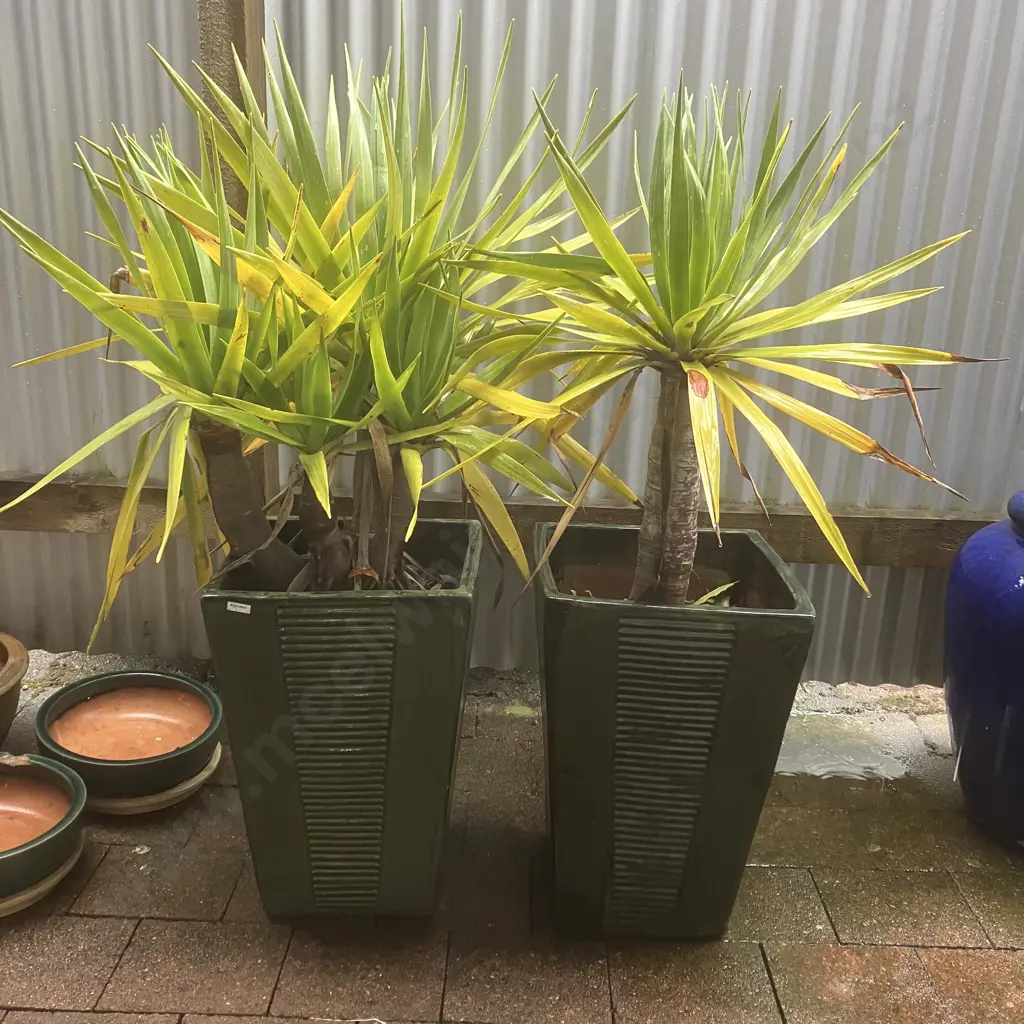 Pair of Yuccas In Green Glazed Ribbed Detail 54 x 37.5cm Tall Rectangular Planters Image 1++
