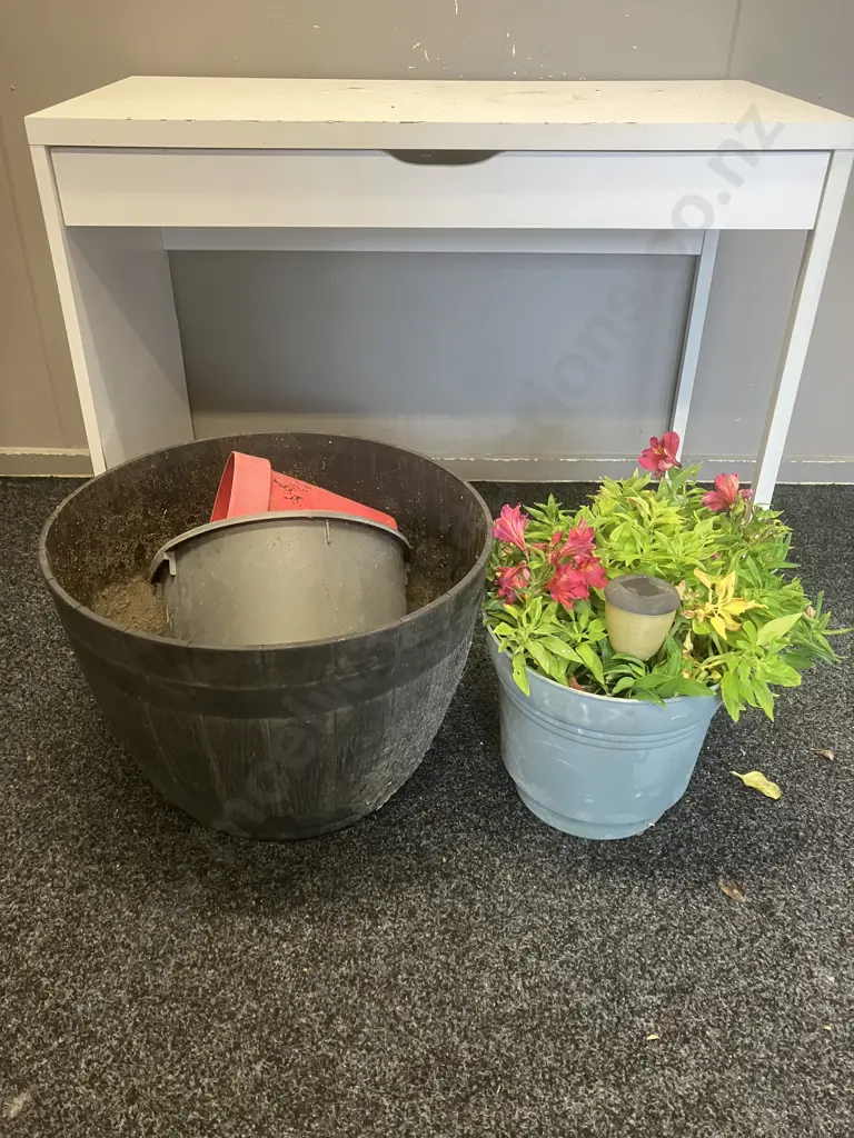 Alstroemeria In Plastic Pot, Three Assorted Plastic Planters Image 1++
