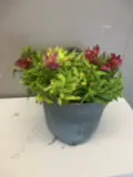 Alstroemeria In Plastic Pot, Three Assorted Plastic Planters Image 1++