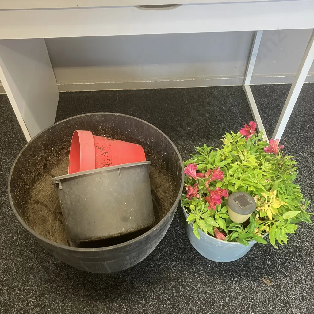 Alstroemeria In Plastic Pot, Three Assorted Plastic Planters Image 1++