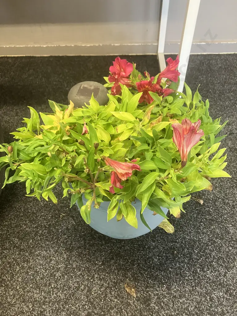 Alstroemeria In Plastic Pot, Three Assorted Plastic Planters Image 1++
