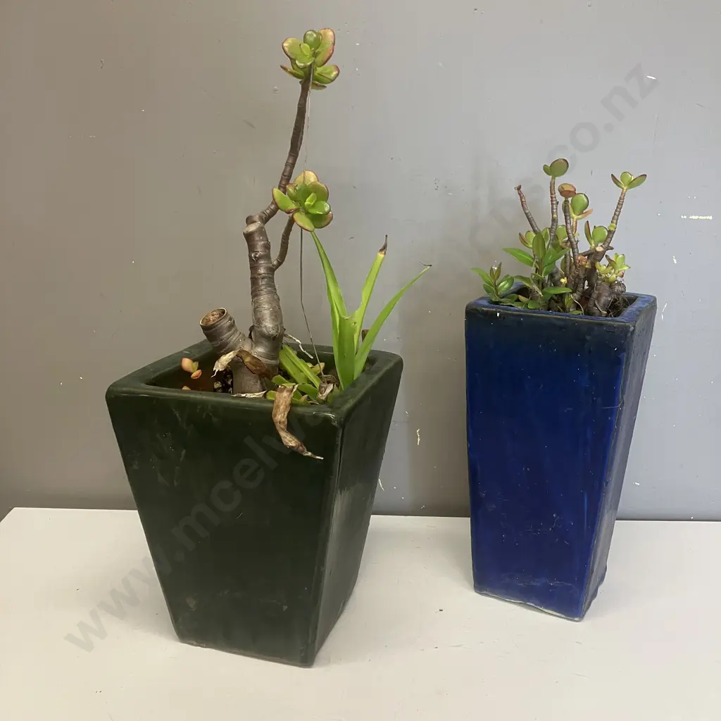 Succulents In Blue & Green Planters Image 1++