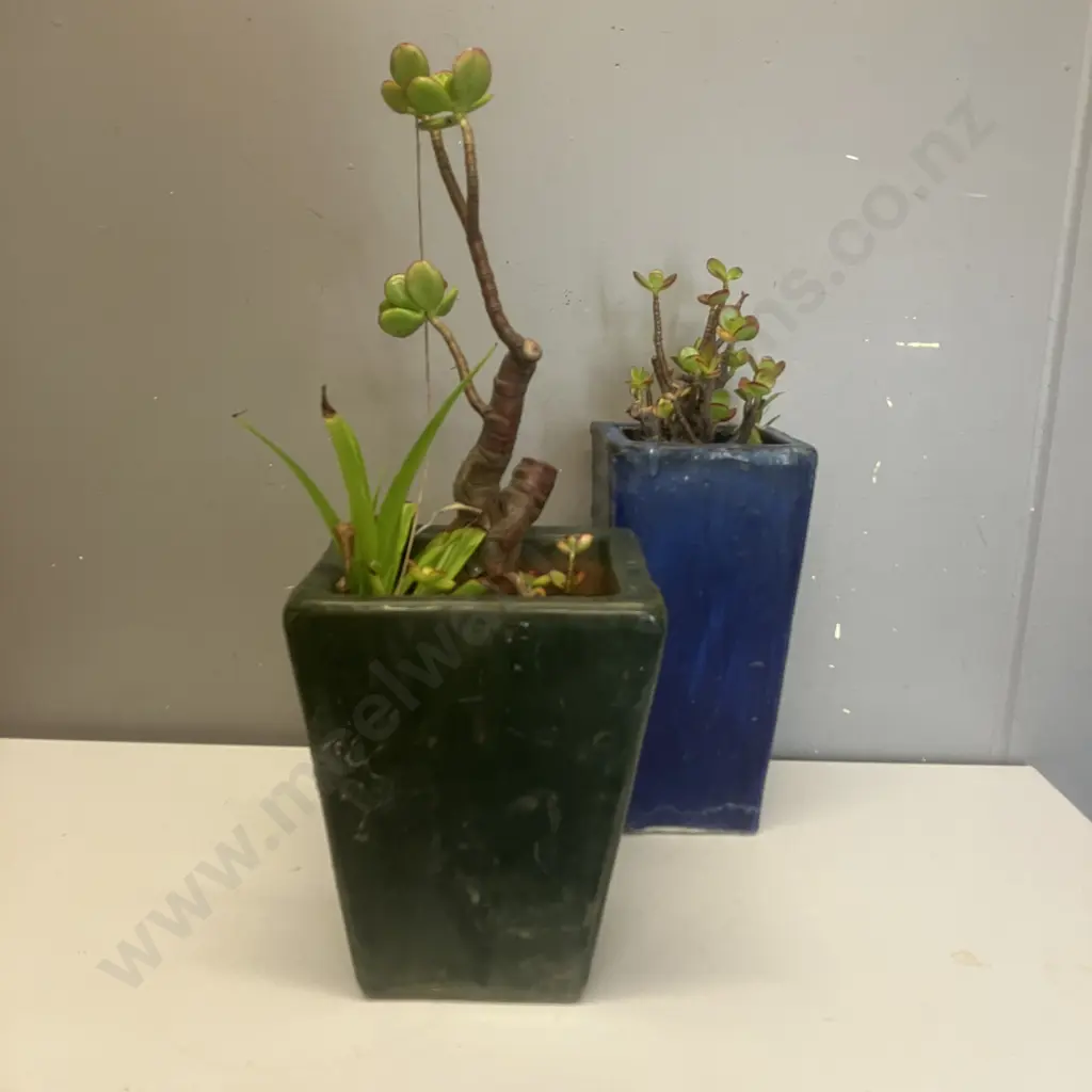 Succulents In Blue & Green Planters Image 1++
