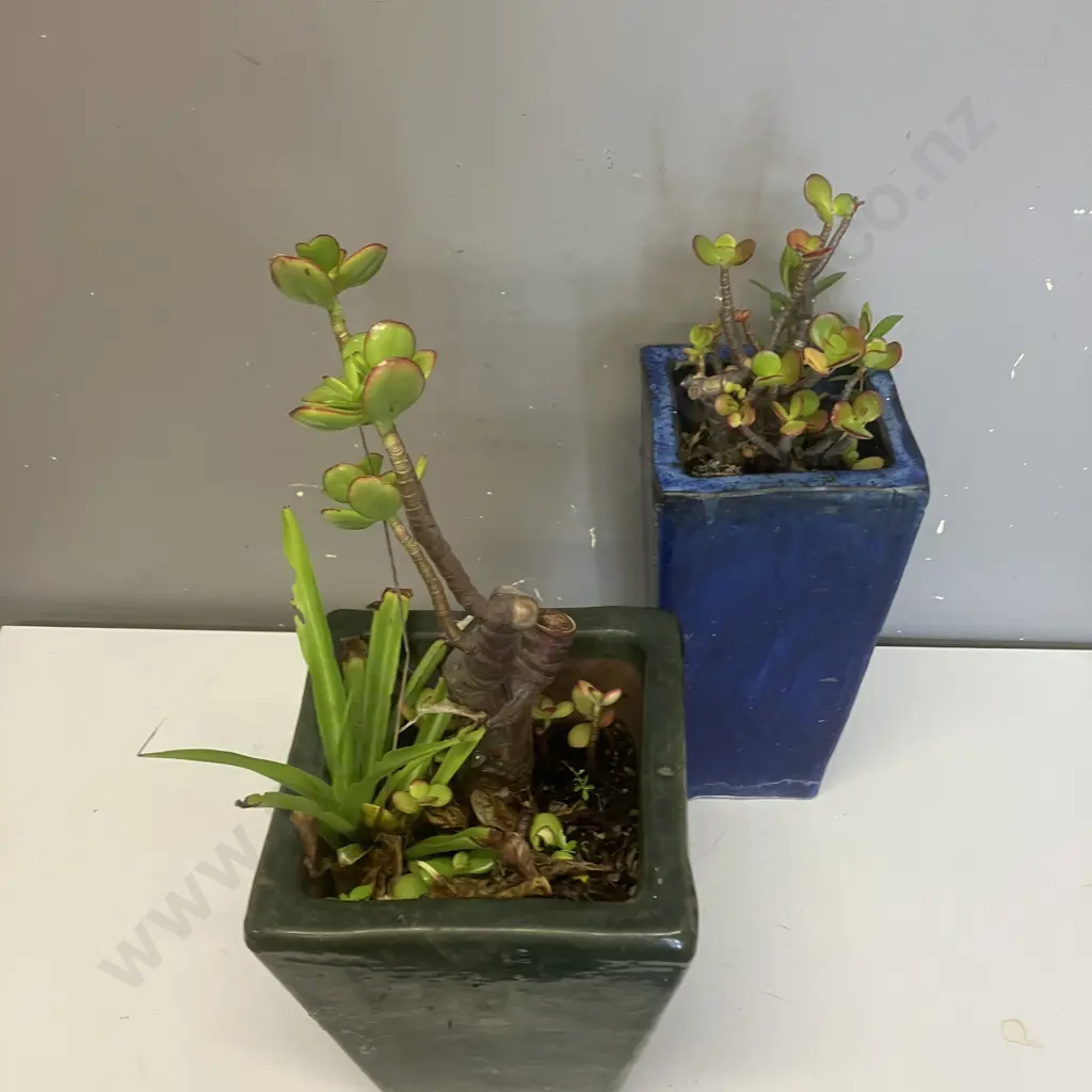 Succulents In Blue & Green Planters Image 1++