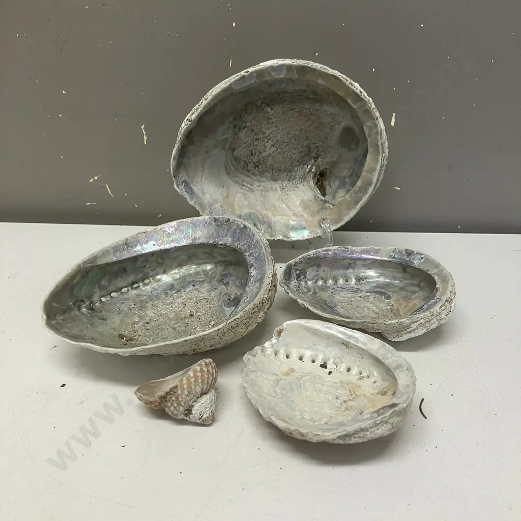 Paua Shells - 20cm, 18cm, 15cm With Other Shells Image 1++