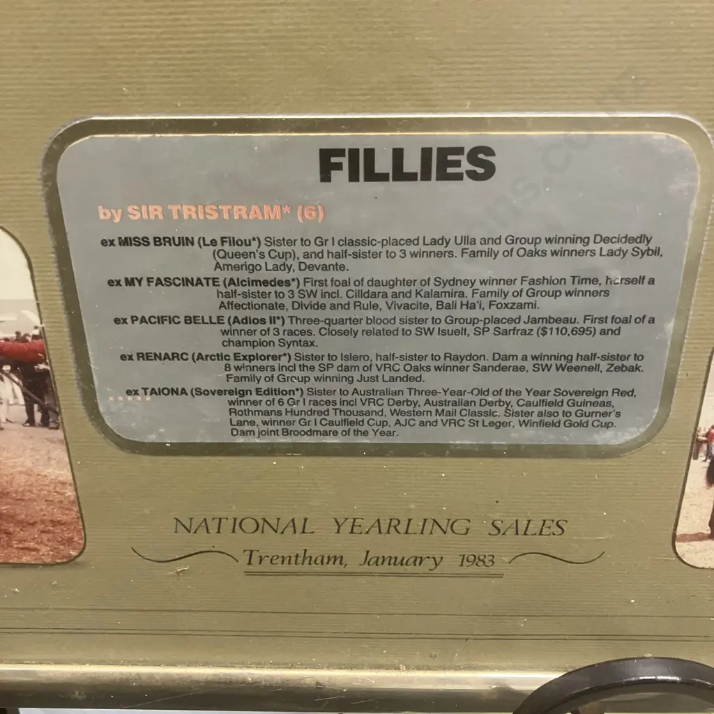 Cambridge Stud Memorabilia "Record Breaking Draft National Yearling Sales Trentham January 1983" Framed. 83 x 102cm Image 1++