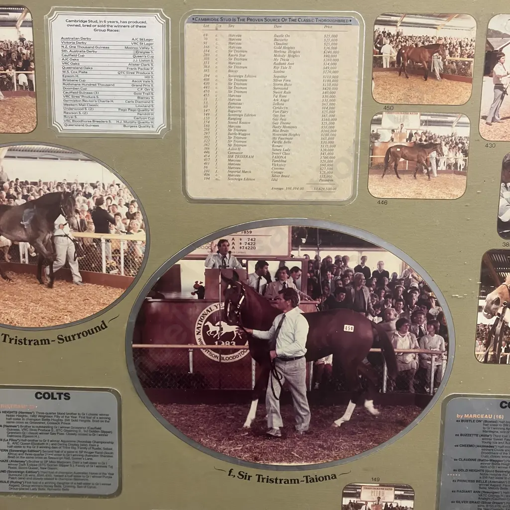 Cambridge Stud Memorabilia "Record Breaking Draft National Yearling Sales Trentham January 1983" Framed. 83 x 102cm Image 1++