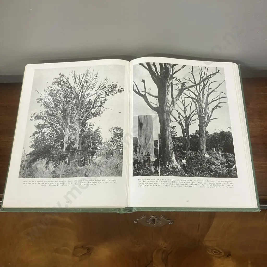 The Story of the Kauri by A H Reed, 1953 First Edition - Limited, Numbered & Signed (#1552/2550) Image 1++
