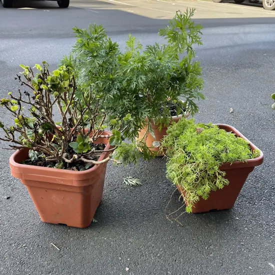 Three potted plants. Carpet sedum, flaming katy, marguerite daisy
