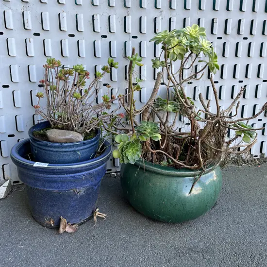 Two Potted Plants. Aeonium Kiwi and Jellybean