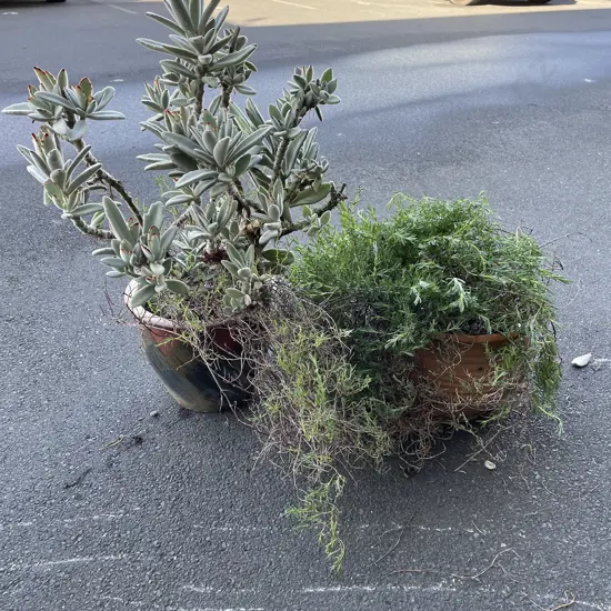 Potted Chocolate Solider and potted trailing Ice Plant