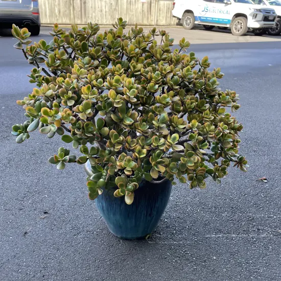 Potted Jade/Money Tree Plant
